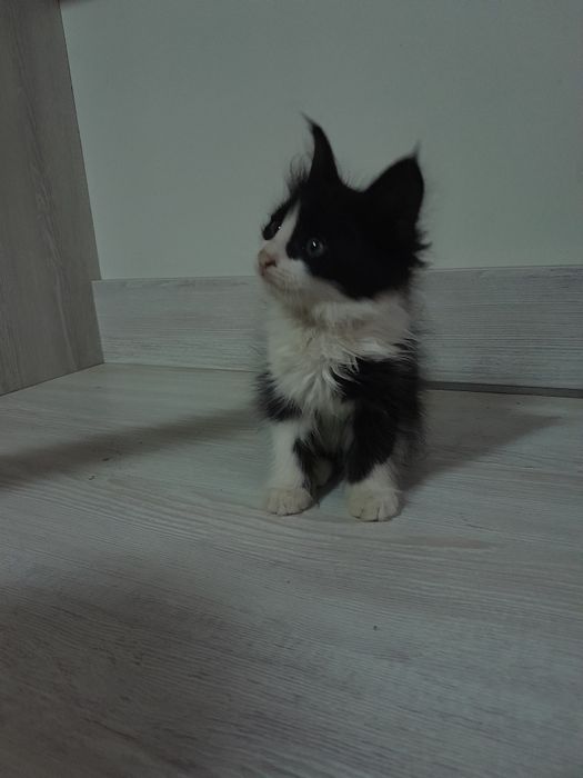 Отдам котят в хорошие руки . Hadiyaga mushuklar