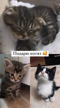 Отдам котят