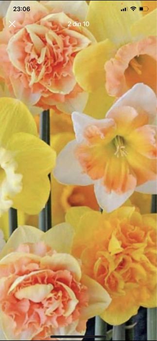 Bulbi de natcise 0,50 bani buc