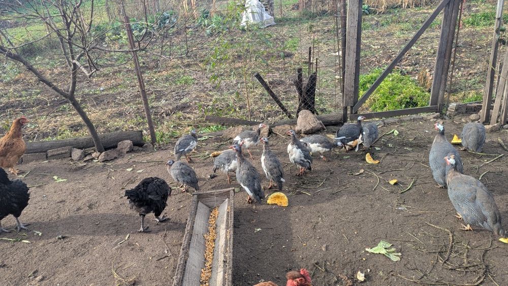 Vând bibilici de carne și oua, urgent și găini 60 lei bucata netăiate