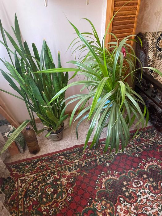 Отдам цветы бесплатно