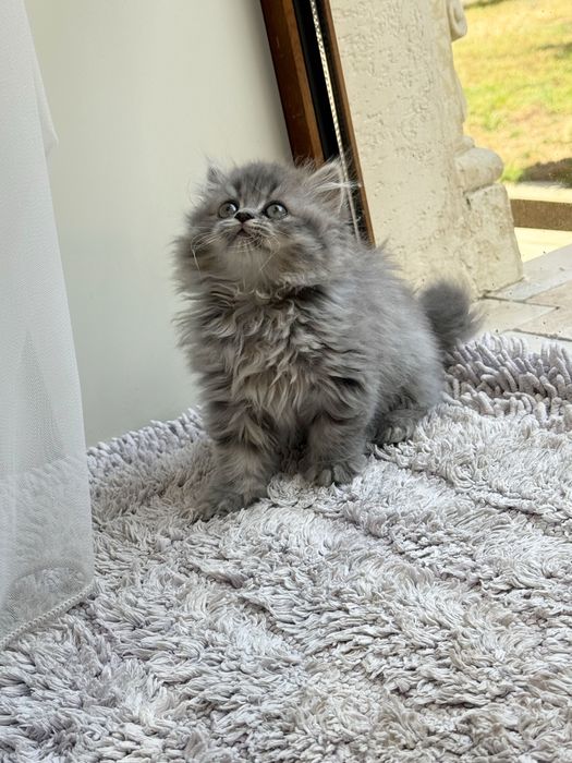 Британская порода