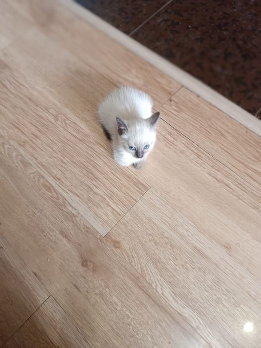 Котёнок 1.5 месяца