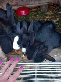 Vand 8 pui de iepure negru