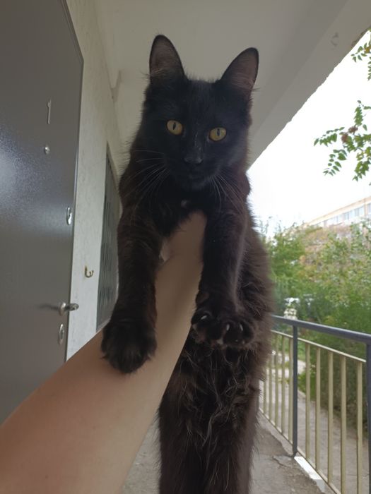 Отдам котика пол года