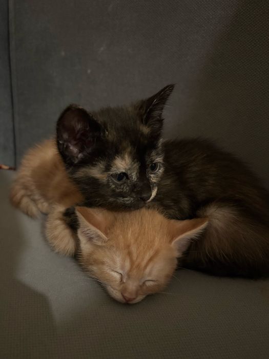 2 котенок, 2 месяца, бесплатно