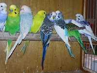 Papagali peruși multicolor