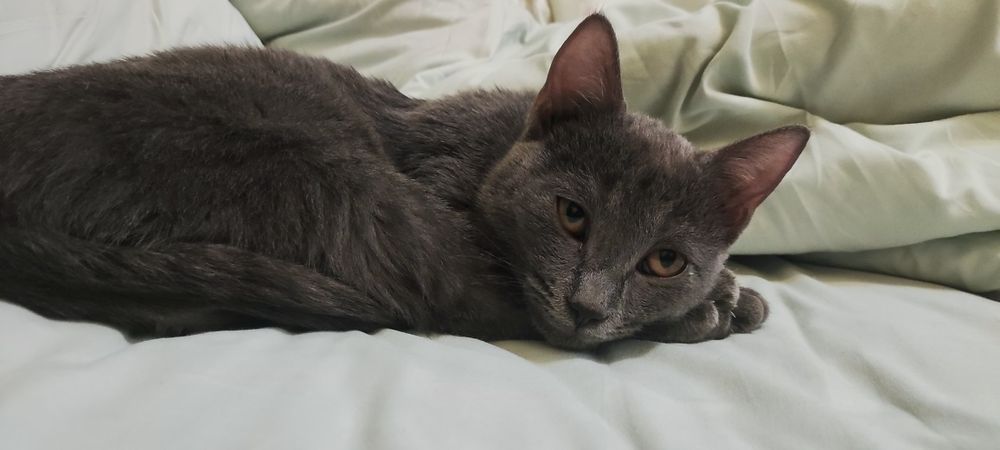 Котенок в добрые руки