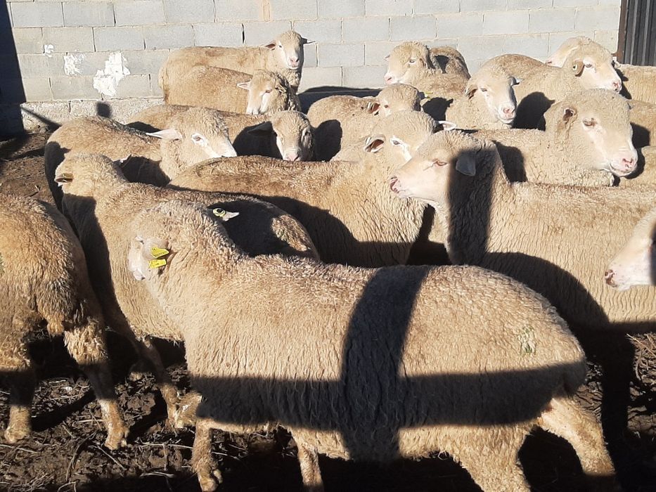 Семіз қойлар сатылады