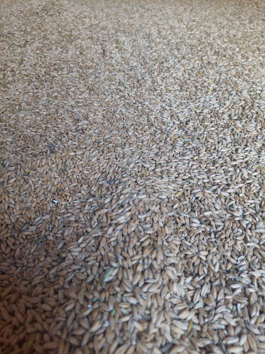 Vând triticale 2025