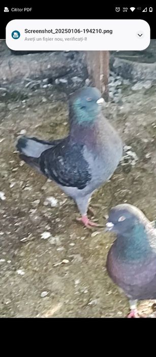 De vânzare porumbei kingi