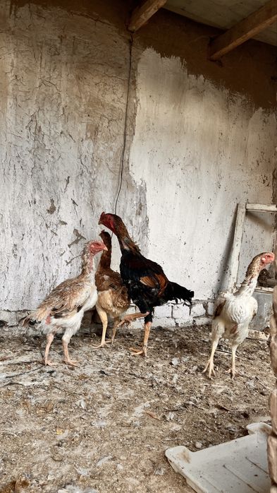 horoz 500ming 4,300kg tovuqla 350ming 3kg kelishiladi tovuqlaram