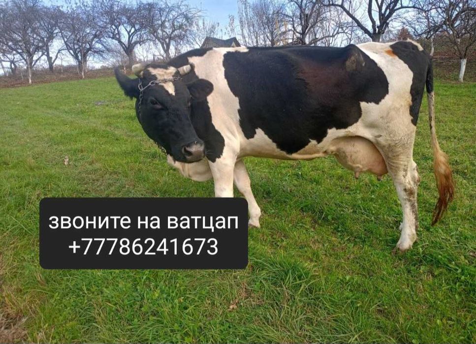 Продам корову срочно