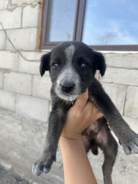 Продам щенок малчик