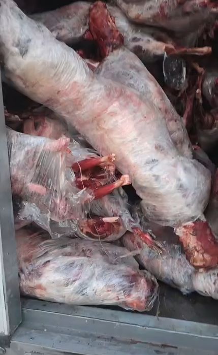 Киік еті (Сайгачье мясо)