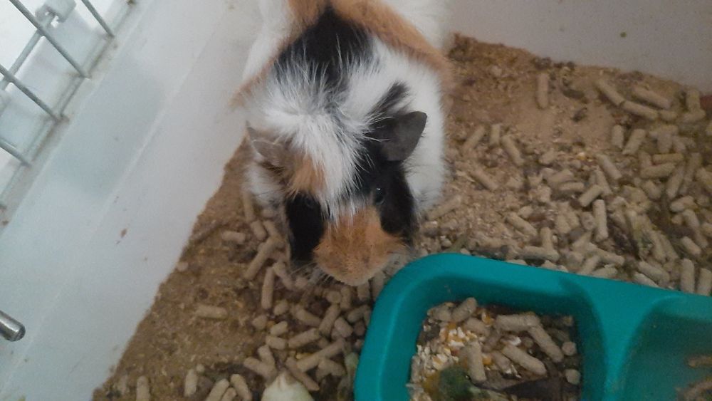 Морские свинки абиссинской породы — милые, умные и ручные! 50тыс сум