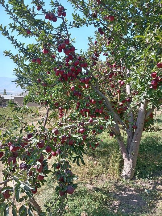 Садовник. Богбон