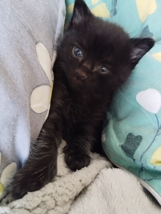 Дарю котенка мальчик