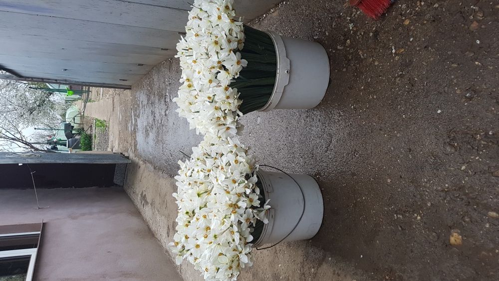 Bulbi narcise albe(stelute)