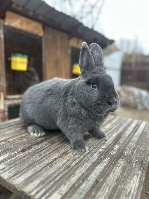 Iepuri albastru vienez