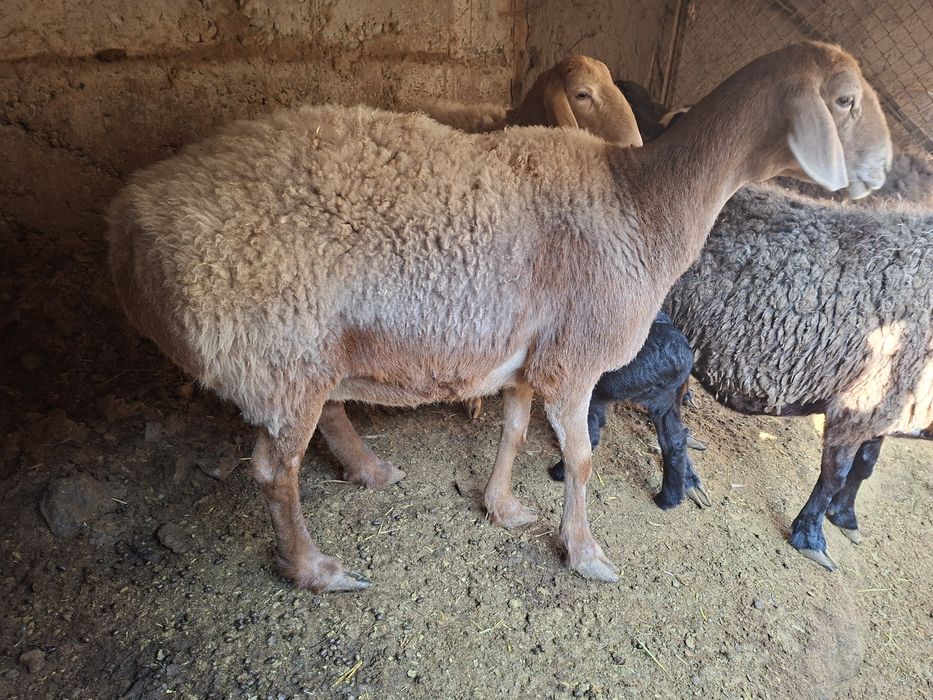 Quy sotıladı  arashan gibrid