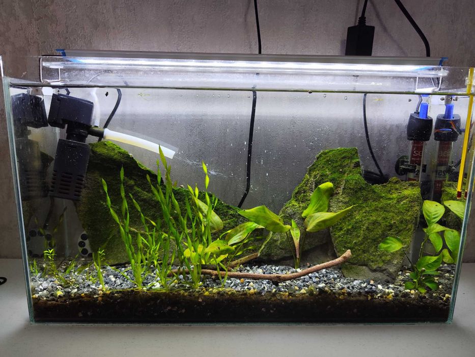 Аквариум 50×30×15 — полностью запущенный, со стабильной экосистемой