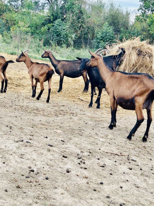 Capre si Iedute Alpina Franceza