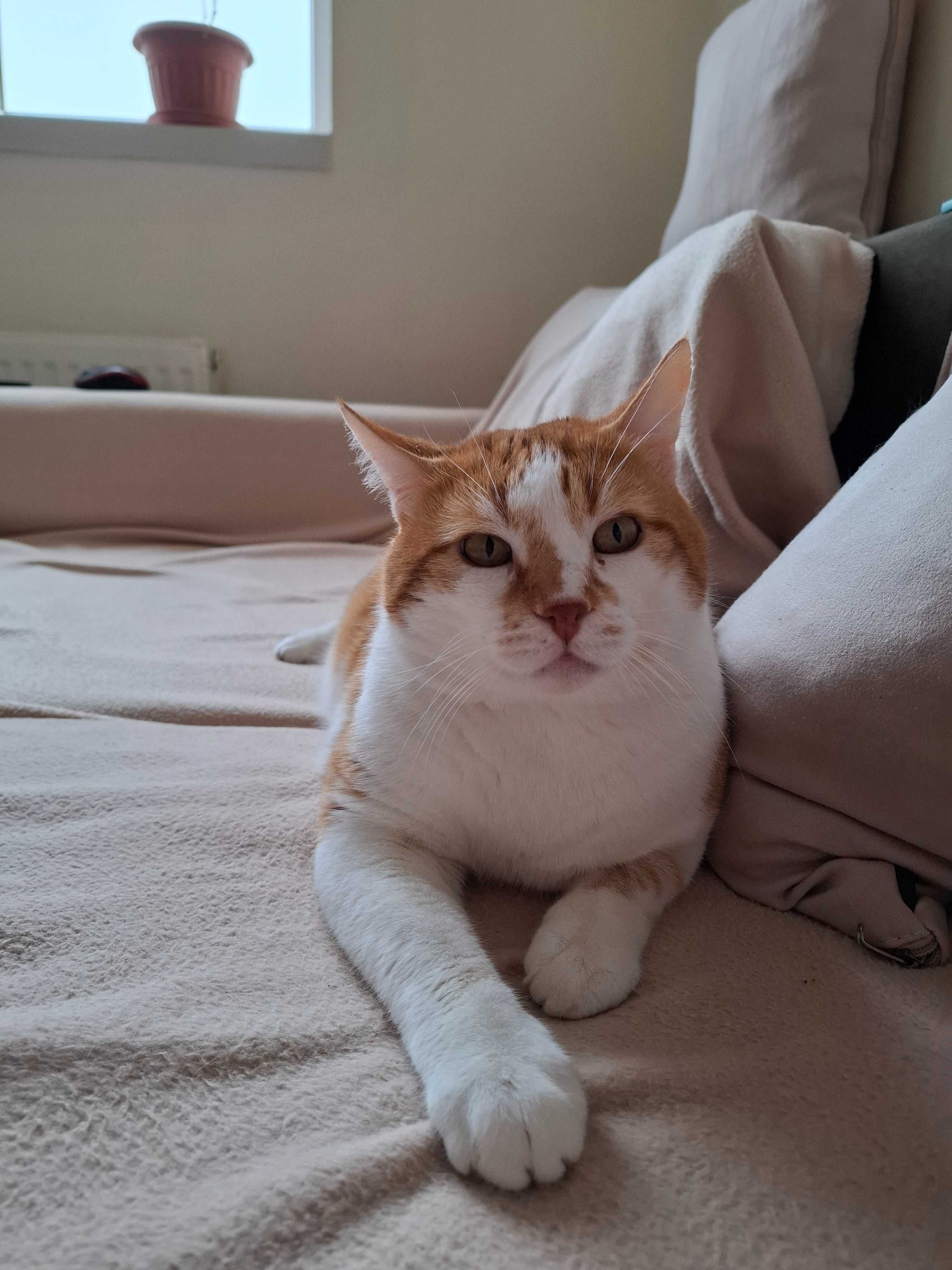 Подарявам мъжко коте