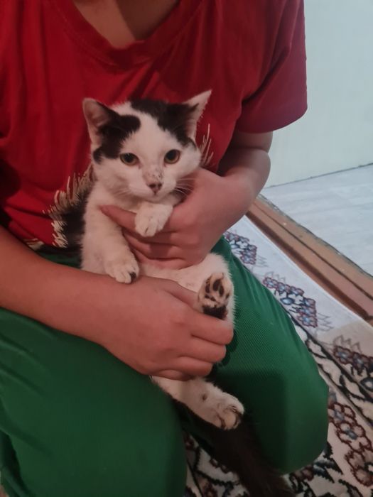 Mushuk o‘z egasini kutmoqda