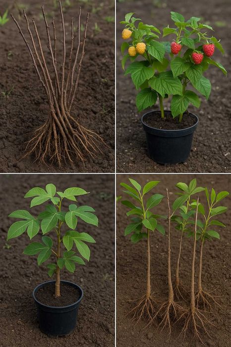 Butași diverse soiuri - consultanță de la ingineri horticoli