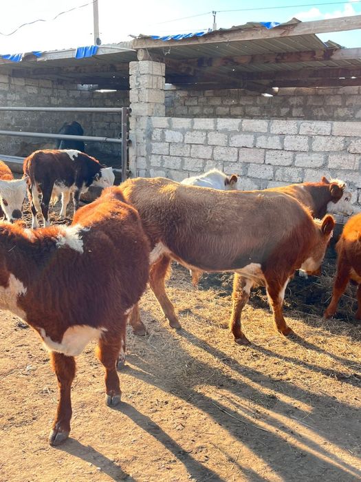 Семіз еркек падсостар