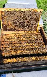 Vând 50 familii de albine