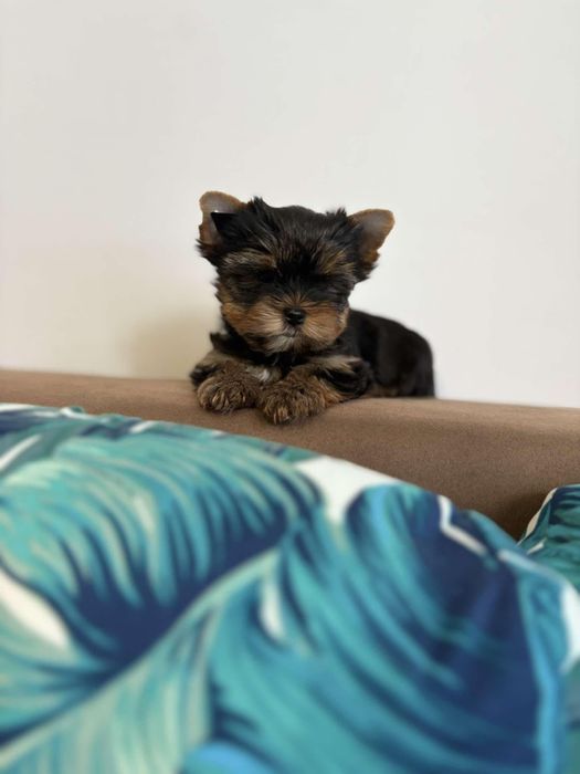 Йоркширски териер мини йорки