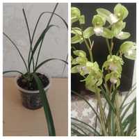 Продам деленку орхидеи цимбидиум.