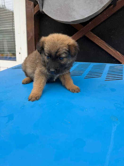 Catelusi pentru adoptie
