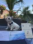 Bulldog francez mascul cu pedigree