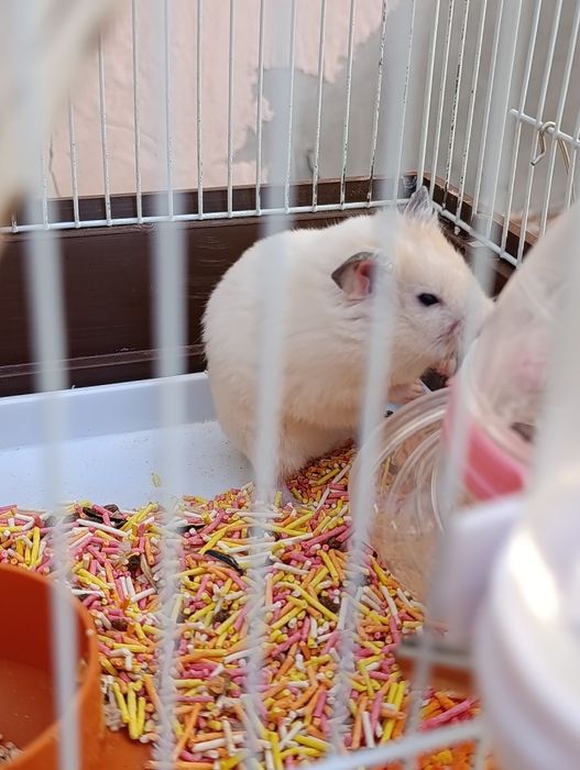 Продаю срочно !.Хомяков ,с клетками в месте .