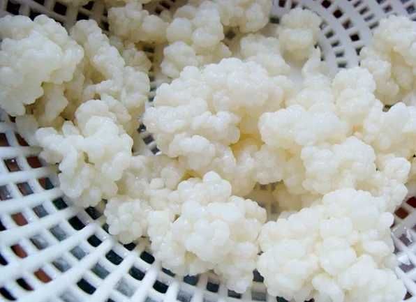 Ciuperca chefir/kefir tibetana
