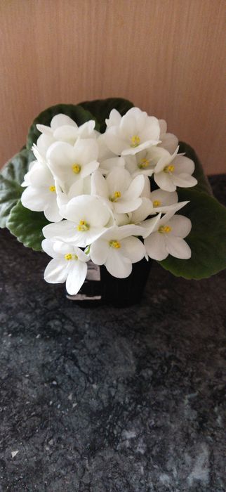 продам фиалки ,домашние.
