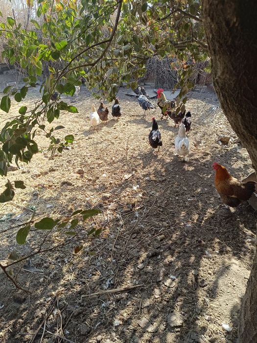 Продам домашних курей