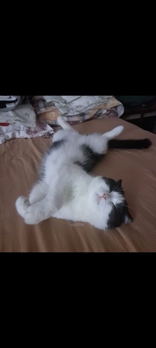 Кошечка ищет любящих хозяев