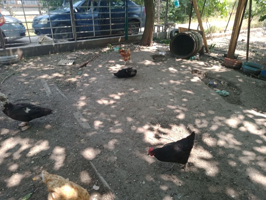 Rățoi crescuți la țară