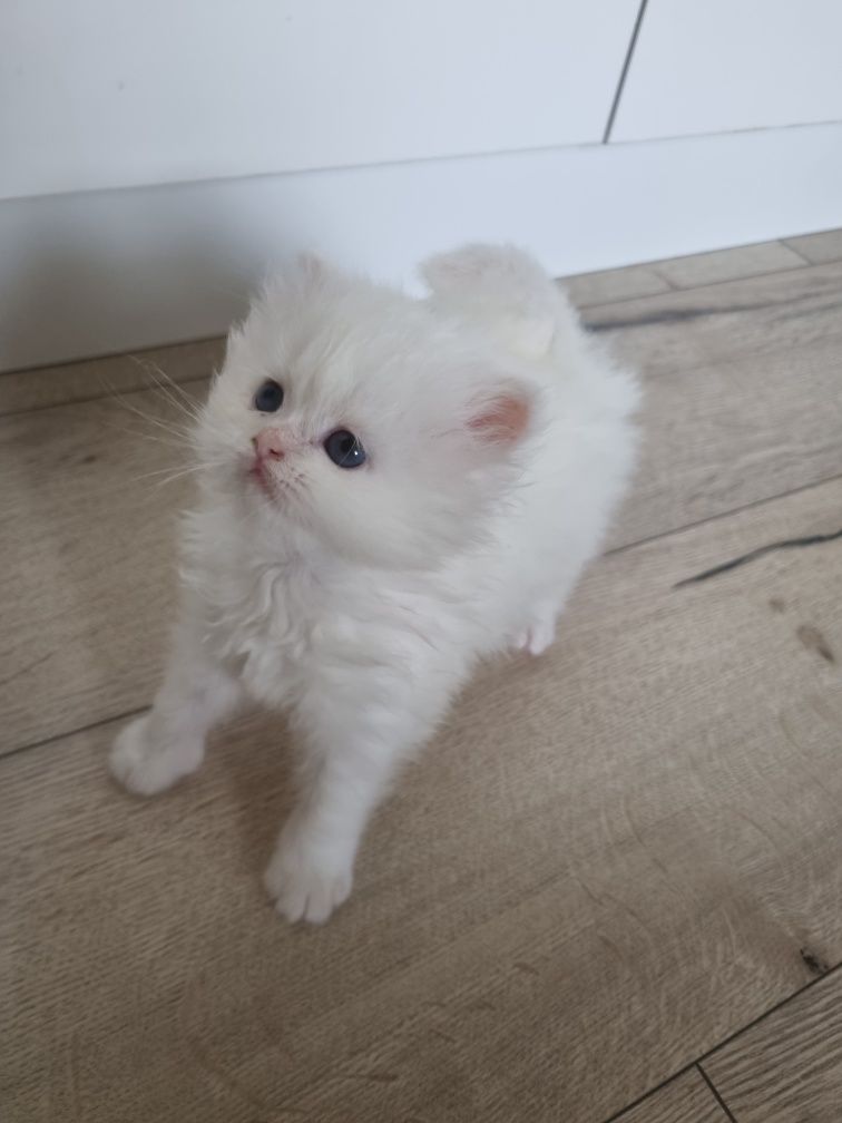 Малко персийско котенце