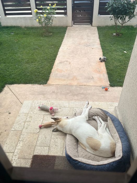 Ofer spre adoptie catelusa metis talie medie