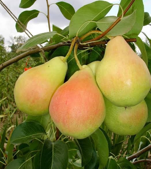 Peri columnari timpuriu de cluj