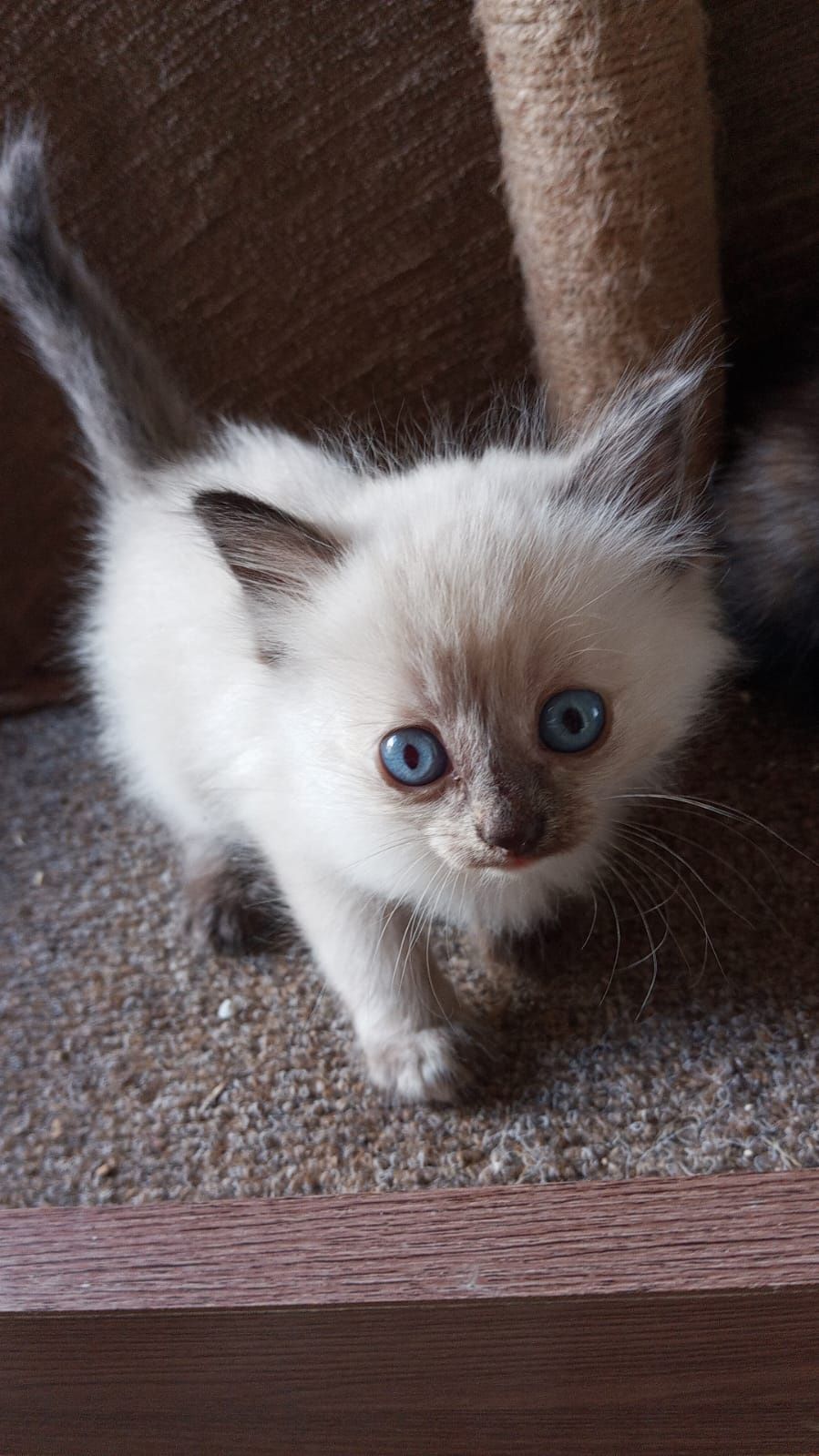 Отдам воспитанных котят