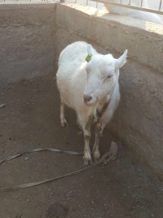 zanen echkisi sotladi