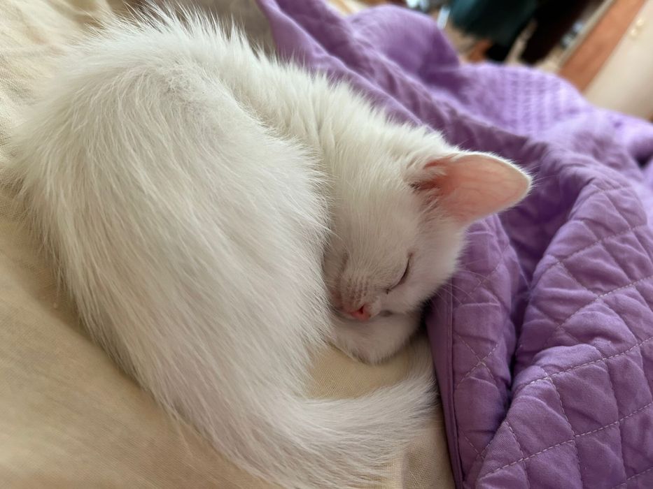 Нежный пушистый комочек ищет дом.