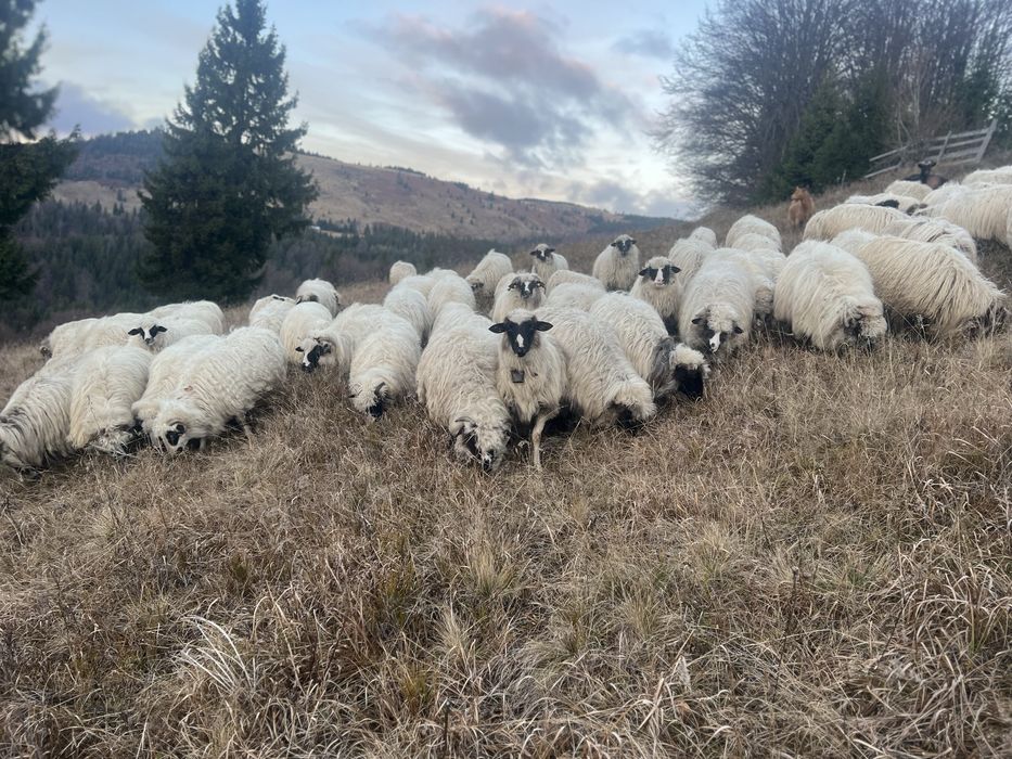 Vand oi mai multe detali la telefon