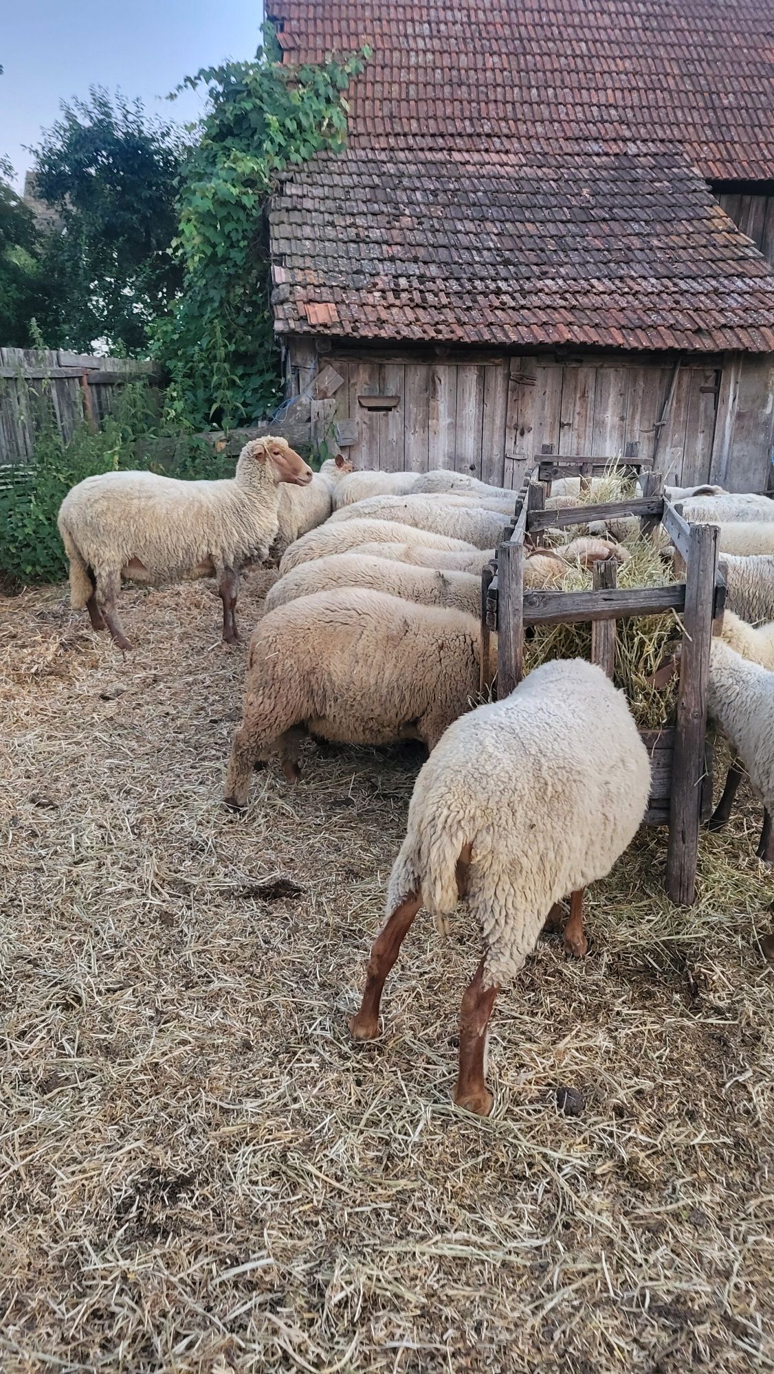 Oi cu miei de vânzare